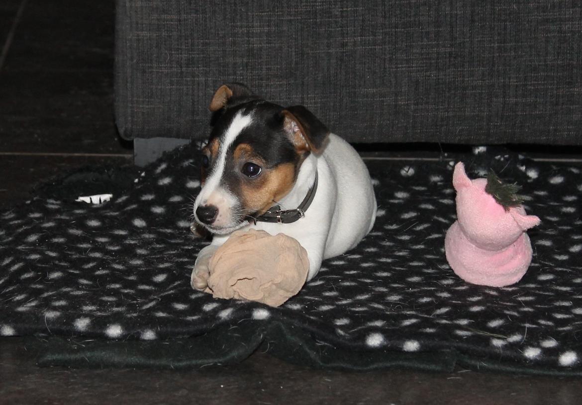 Jack russell terrier Sif billede 8