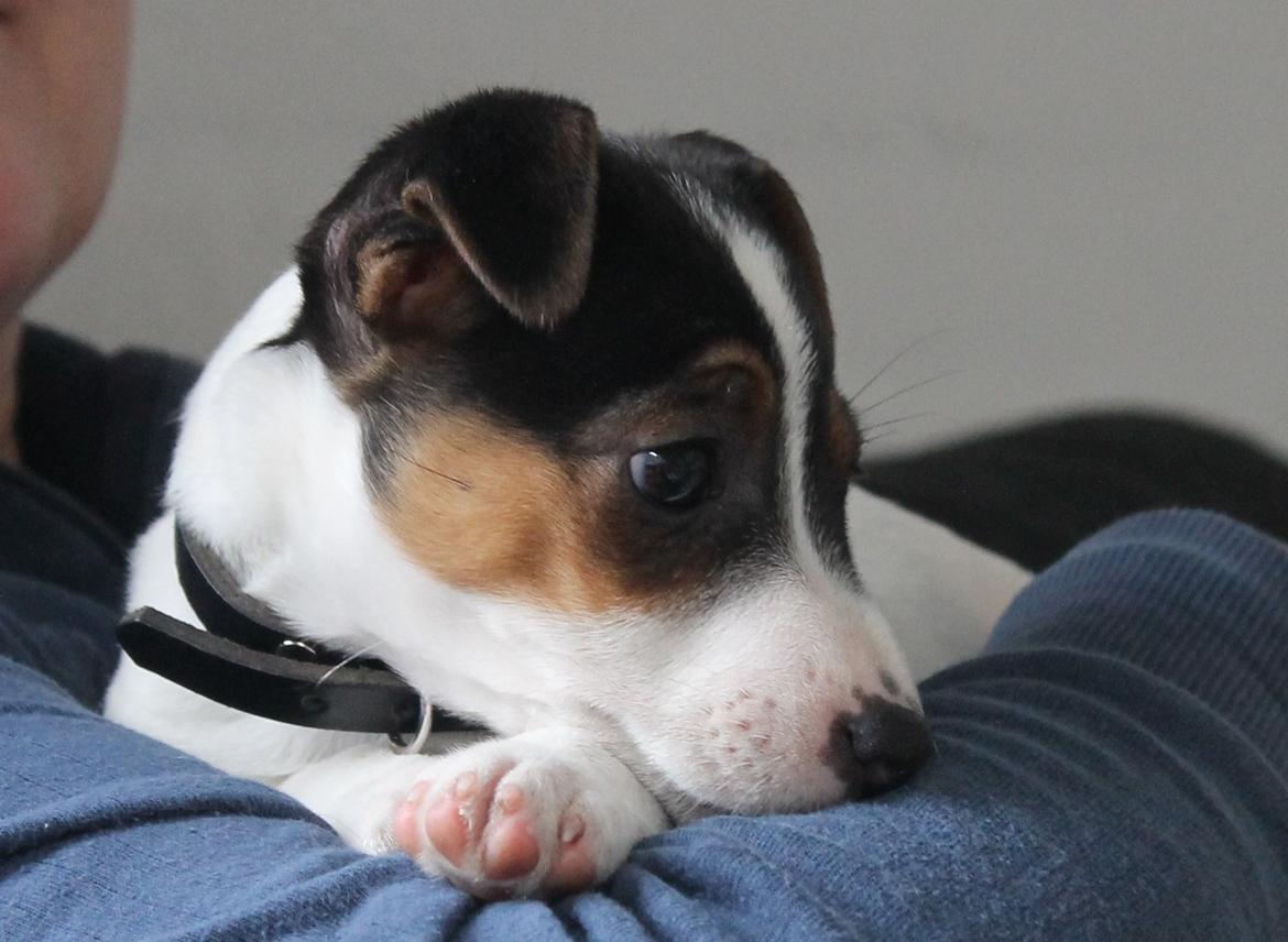 Jack russell terrier Sif billede 9