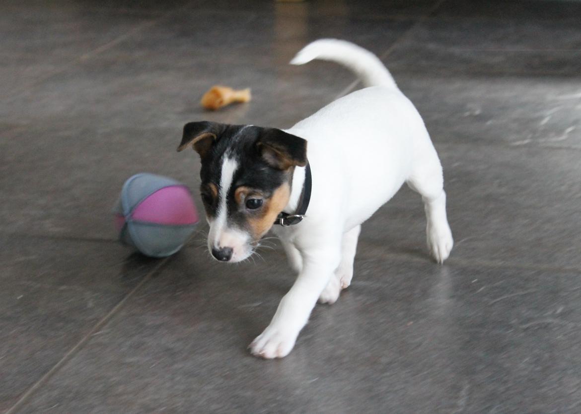 Jack russell terrier Sif billede 10