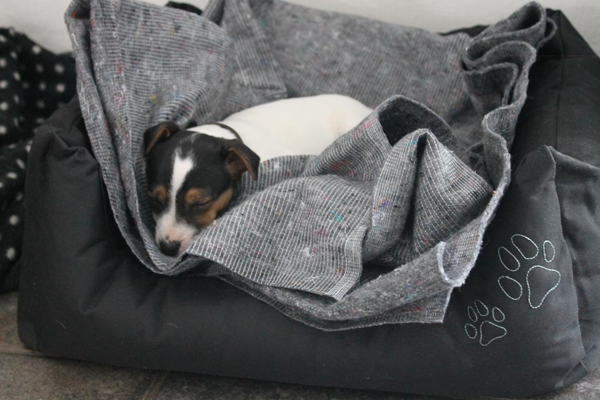 Jack russell terrier Sif billede 11