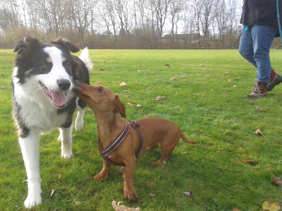 Gravhund Polly billede 7