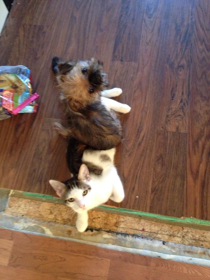 Griffon bruxellois Cody billede 14