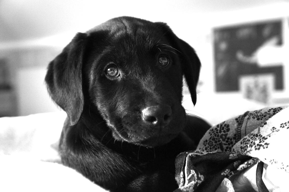 Labrador retriever Hugh - 2 måneder gammel (-: billede 1