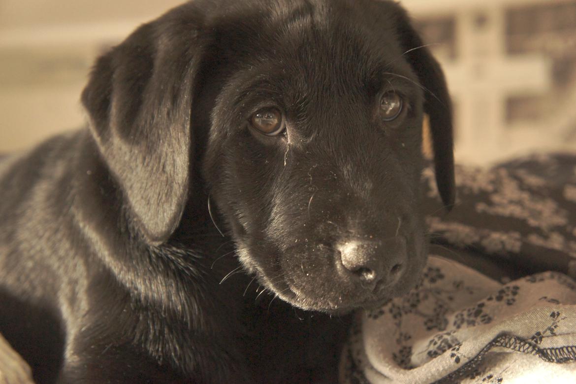 Labrador retriever Hugh billede 2