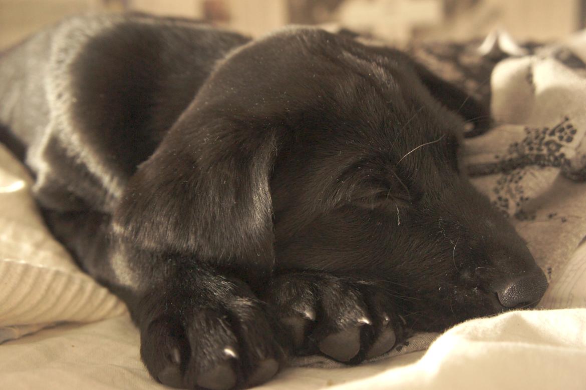 Labrador retriever Hugh billede 3