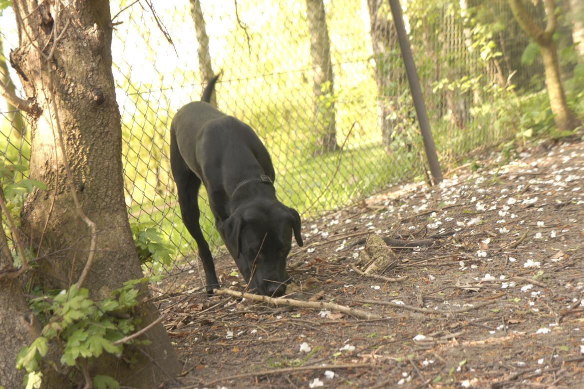 Labrador retriever Hugh - ca. 7 måneder. billede 4