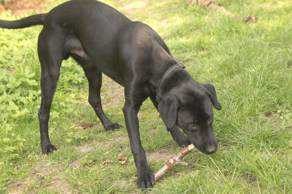 Labrador retriever Hugh billede 5