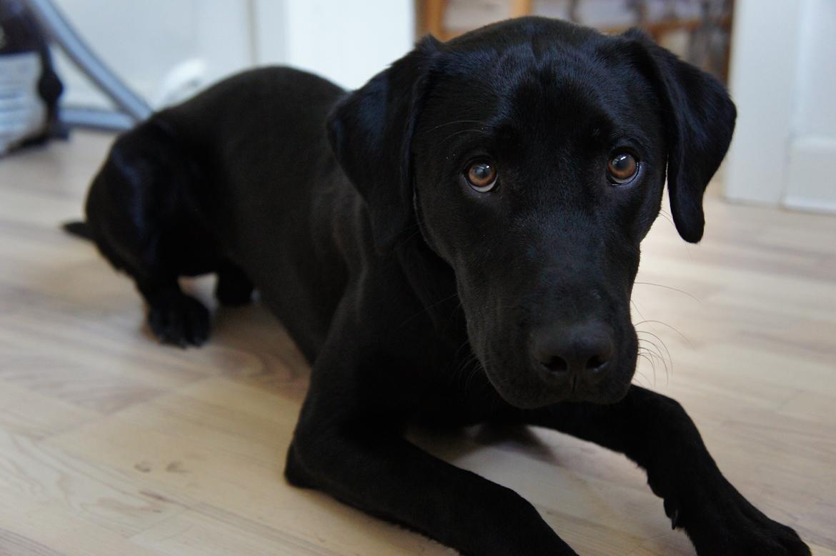 Labrador retriever Hugh - 8 måneder. billede 6