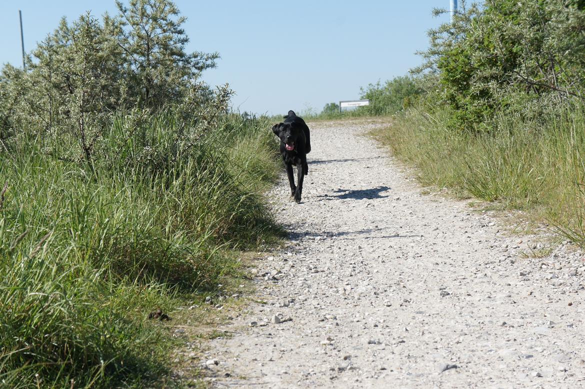 Labrador retriever Hugh - 9 måneder - i fuld galop! billede 7