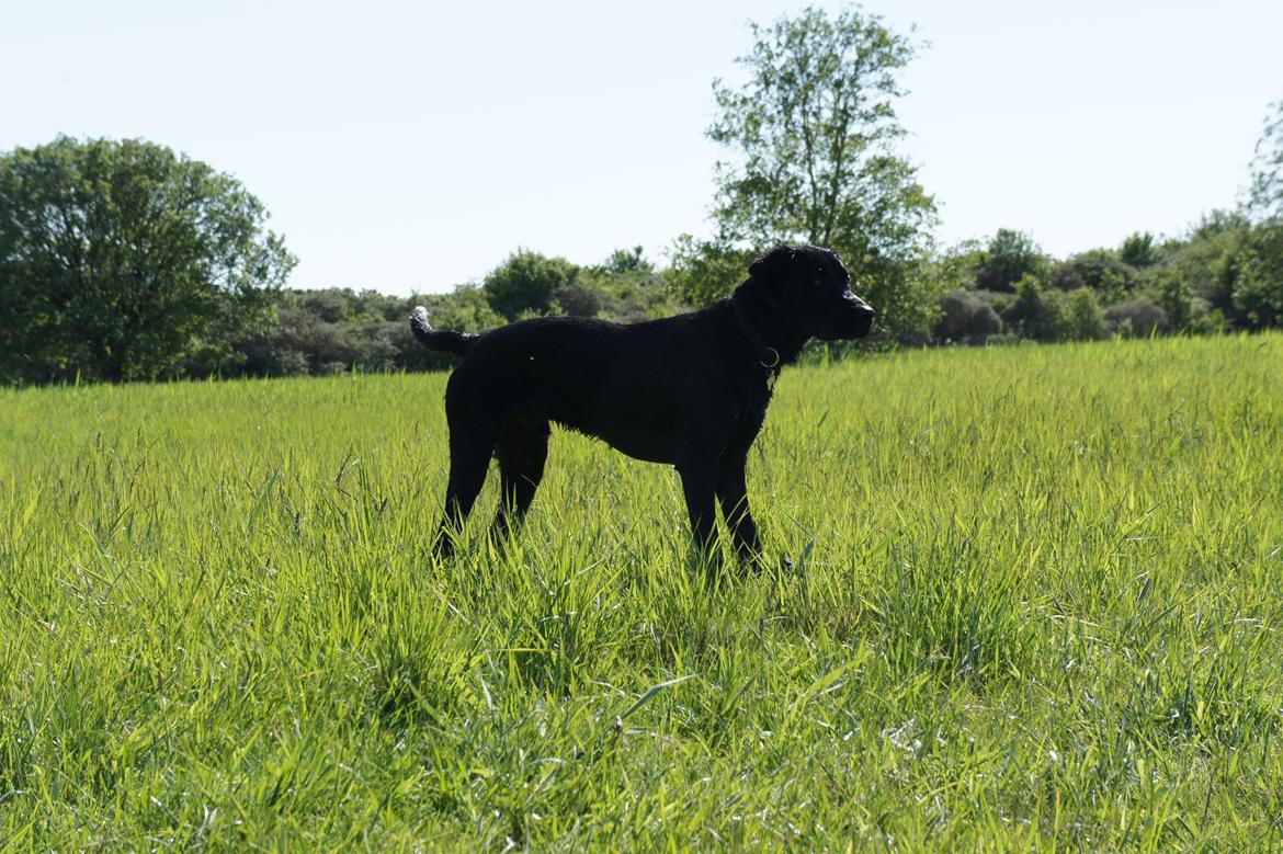 Labrador retriever Hugh billede 8