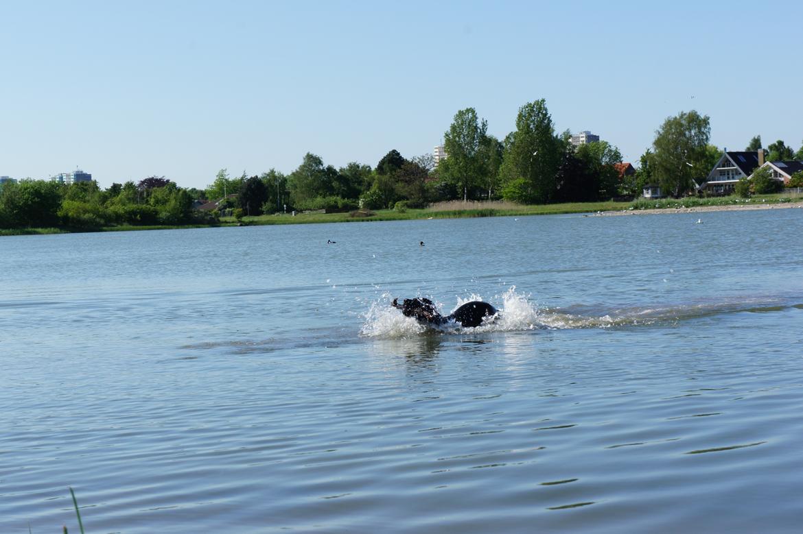 Labrador retriever Hugh billede 9