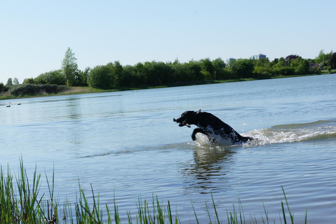 Labrador retriever Hugh billede 10