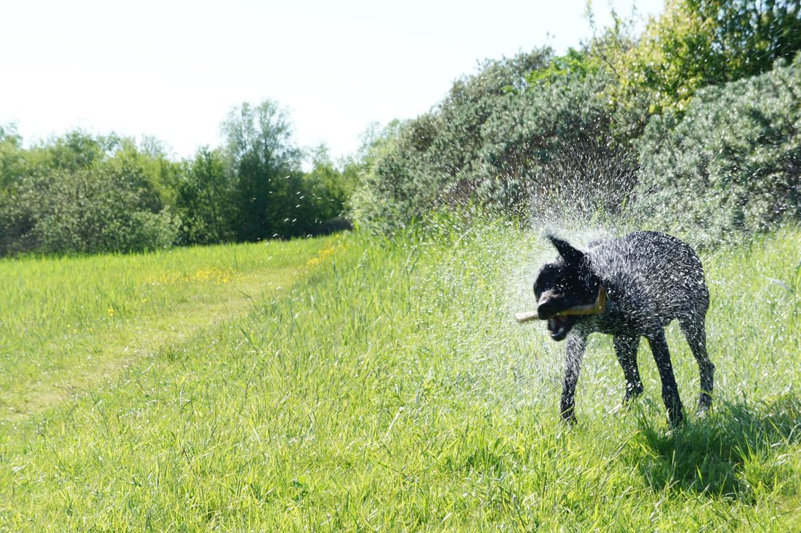 Labrador retriever Hugh - Ryste, ryste, ryste (-; billede 11