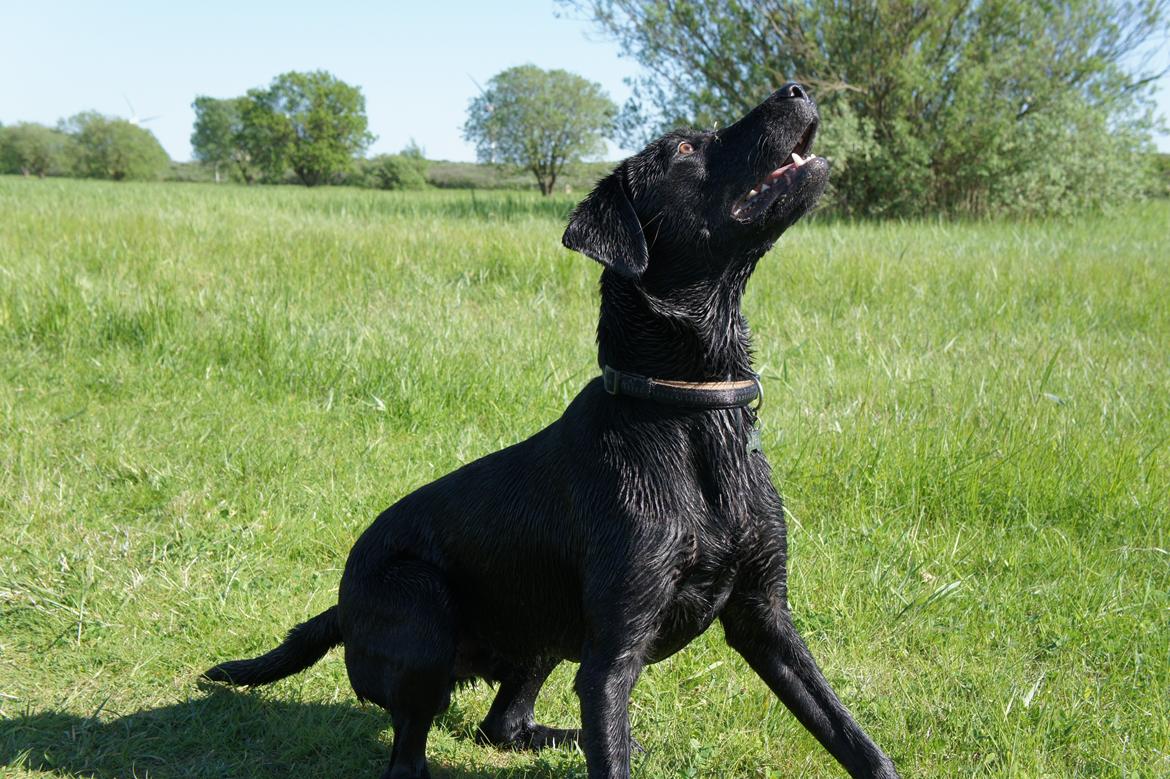 Labrador retriever Hugh billede 12