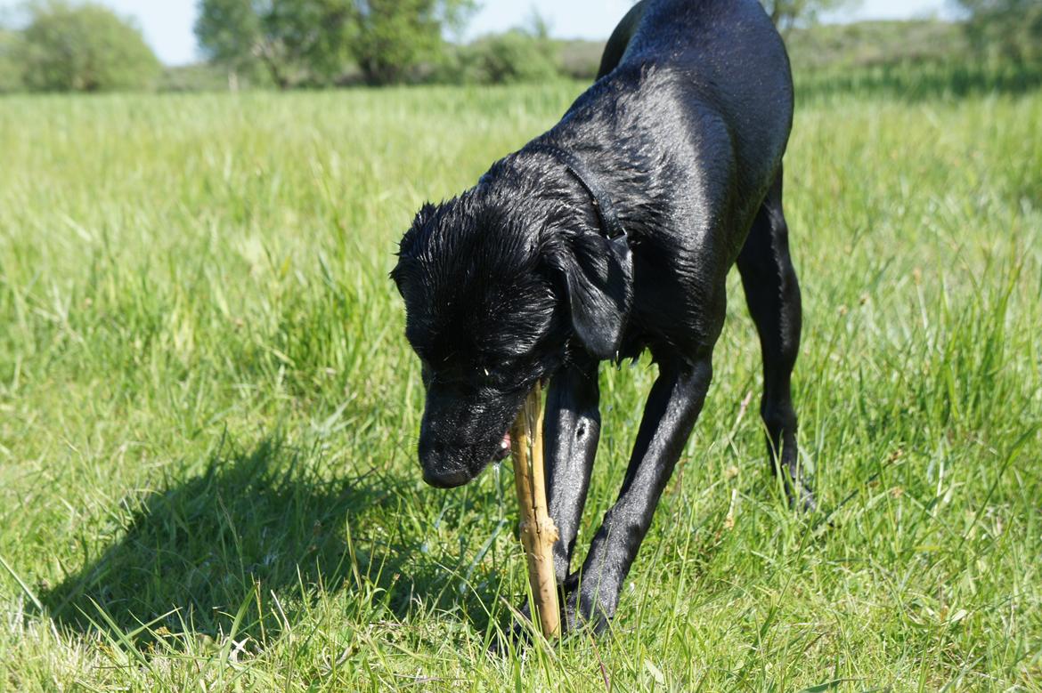 Labrador retriever Hugh billede 13