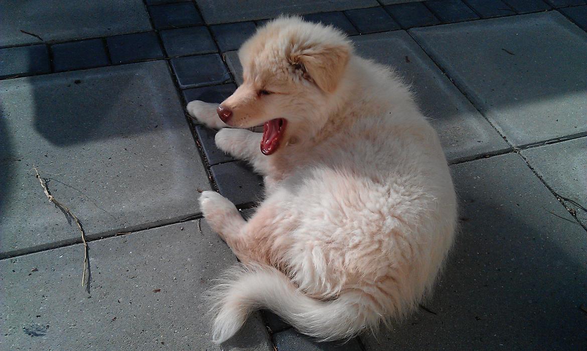 Finsk lapphund Bella - Sååå træt... billede 11