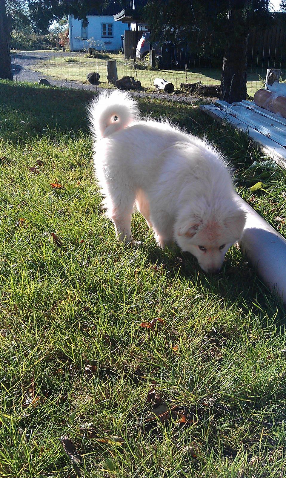 Finsk lapphund Bella billede 12