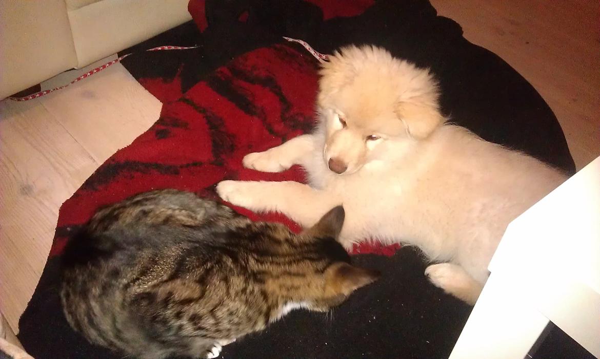 Finsk lapphund Bella billede 13