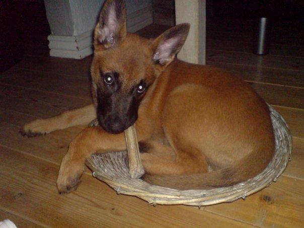 Malinois Nacho von der lausbuben billede 2