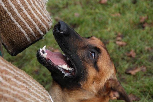 Malinois Nacho von der lausbuben billede 1