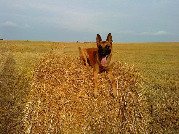 Malinois Nacho von der lausbuben billede 3