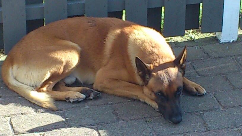 Malinois Nacho von der lausbuben billede 4