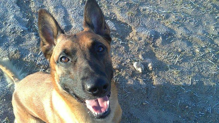 Malinois Nacho von der lausbuben billede 5