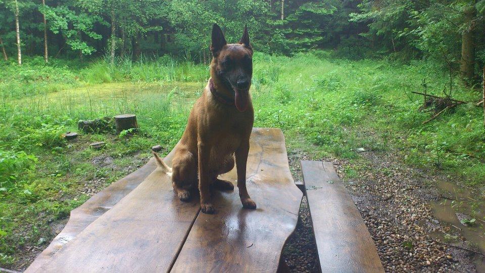 Malinois Nacho von der lausbuben billede 6