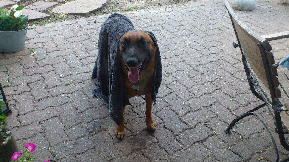Malinois Nacho von der lausbuben billede 7