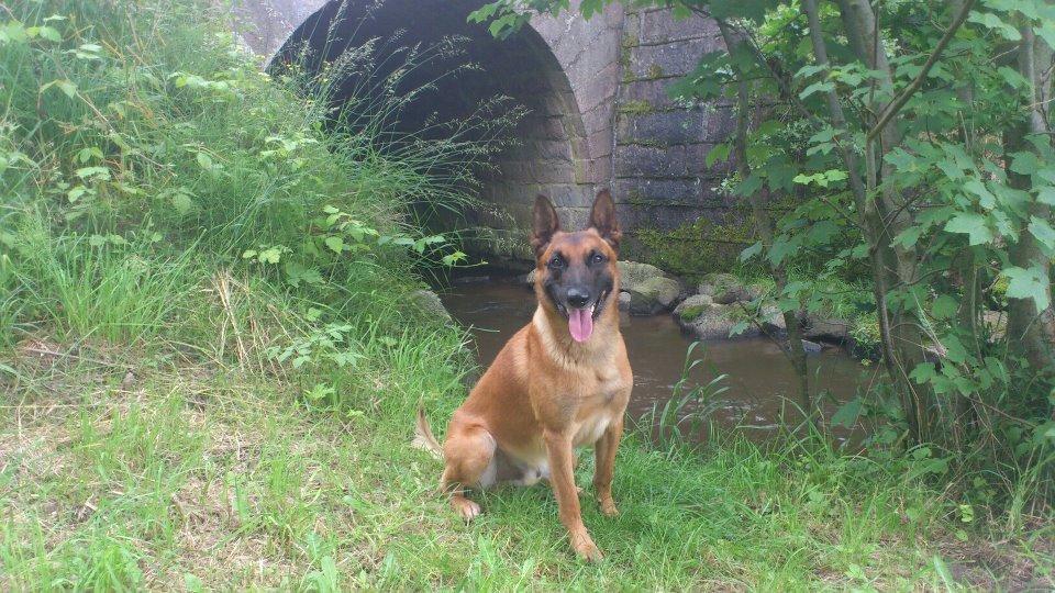 Malinois Nacho von der lausbuben billede 8