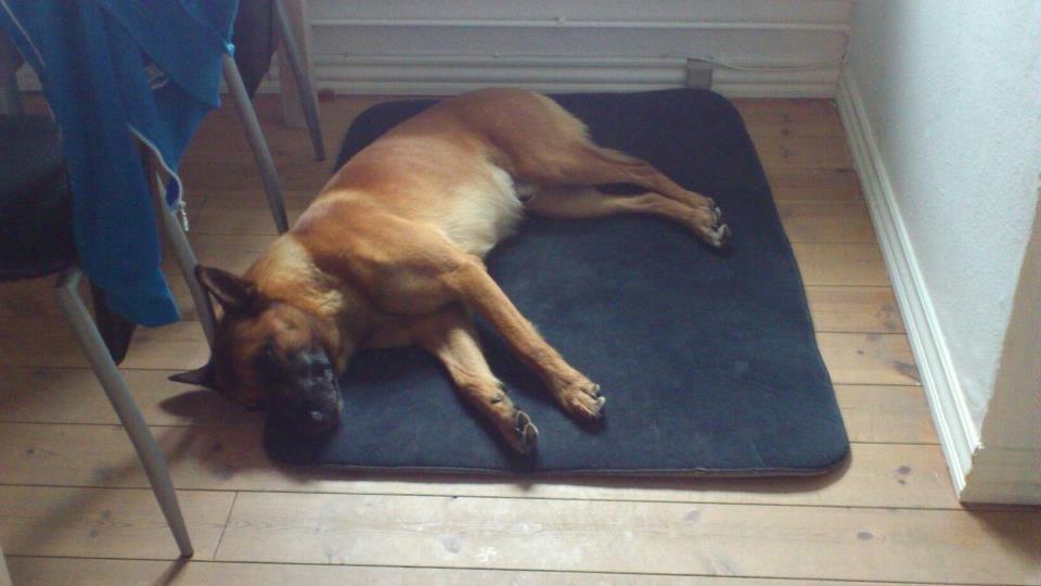 Malinois Nacho von der lausbuben billede 10