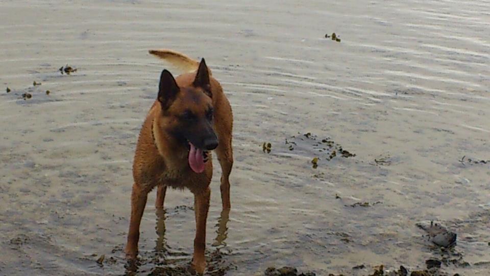 Malinois Nacho von der lausbuben billede 11