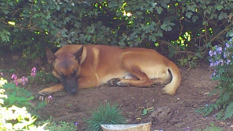 Malinois Nacho von der lausbuben billede 12