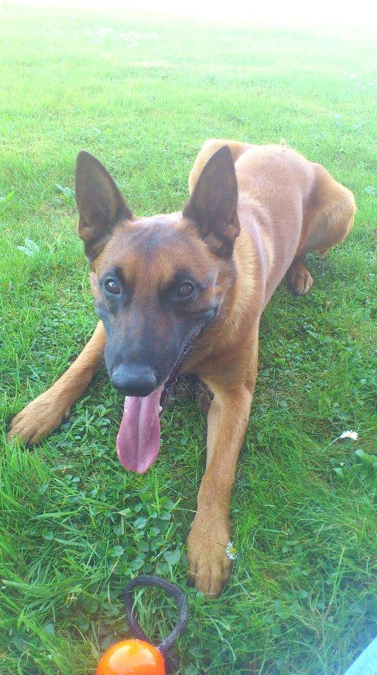 Malinois Nacho von der lausbuben billede 13