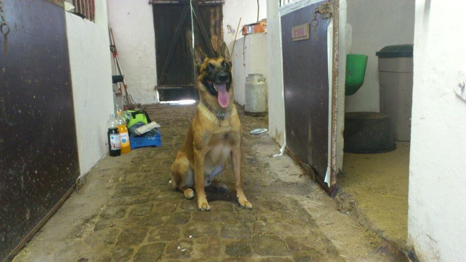 Malinois Nacho von der lausbuben billede 14
