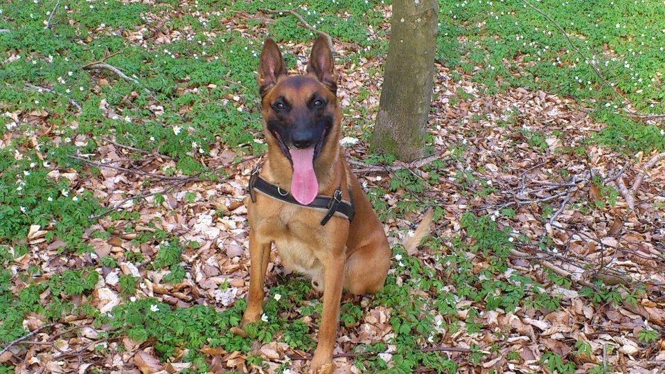 Malinois Nacho von der lausbuben billede 15