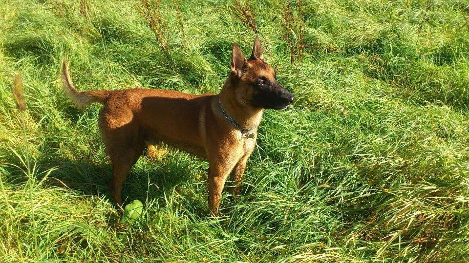 Malinois Nacho von der lausbuben billede 16