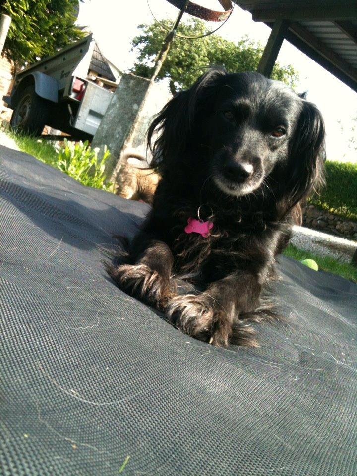 Blanding af racer Neja (R.I.P) billede 4