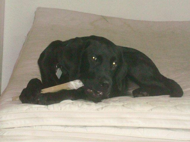 Blanding af racer Kenzo billede 19