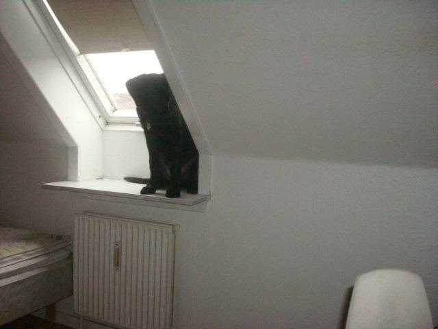 Blanding af racer Kenzo billede 20