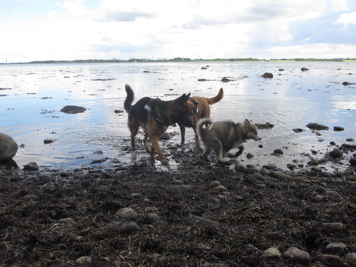 Blanding af racer Balto - sjov på stranden med familien.. billede 10