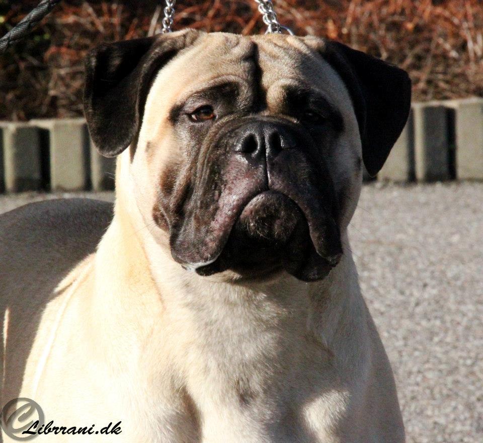 Bullmastiff Raya (Bullgrin's 'N Librrani No Mercy) - 12 måneder. Taget på dagen hvor hun blev Nordic Junior Winner 2012 og Nordic Winner 2012! billede 10