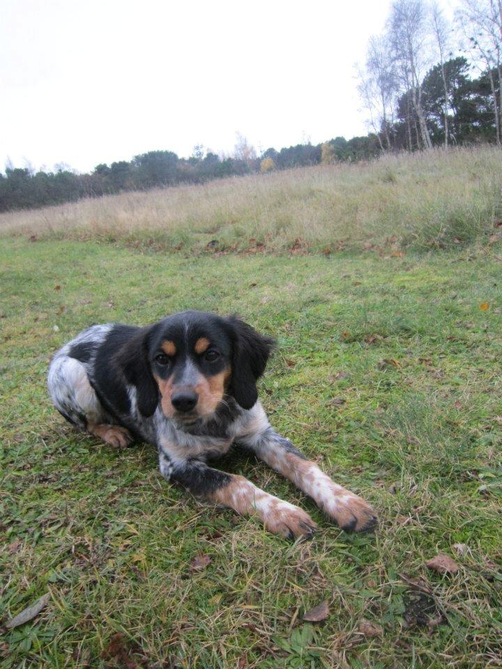 Breton Tessa - Tessa - 4½ mdr. billede 1