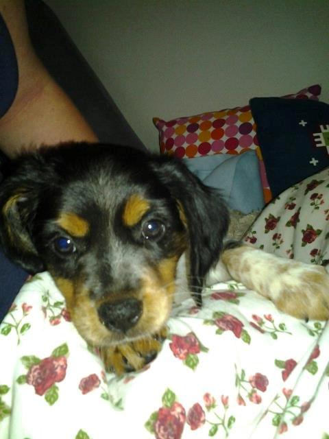 Breton Tessa billede 2