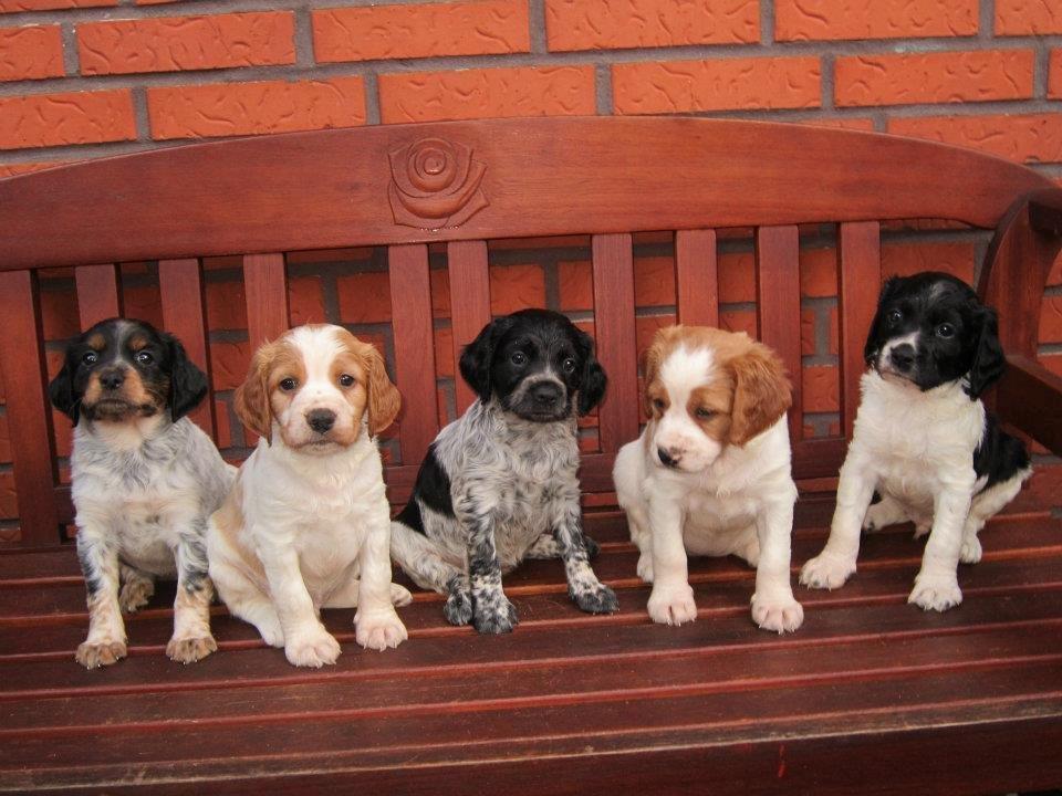 Breton Tessa - Tessa med hendes søskende! 5 uger og 3 dage gamle. billede 3