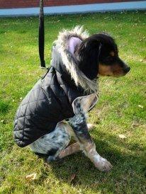 Breton Tessa billede 4