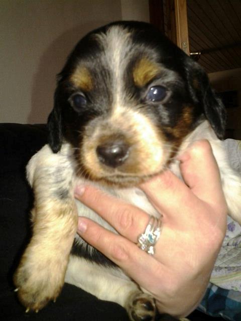 Breton Tessa billede 5