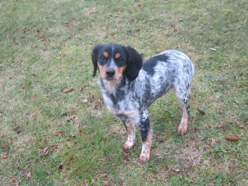 Breton Tessa - Tessa 4½ mdr. billede 6