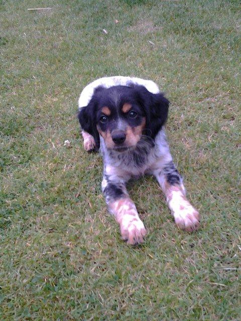 Breton Tessa billede 7