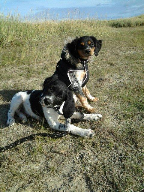 Breton Tessa billede 8